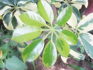 Yapraklar, yapraklar ve yeşil doğa