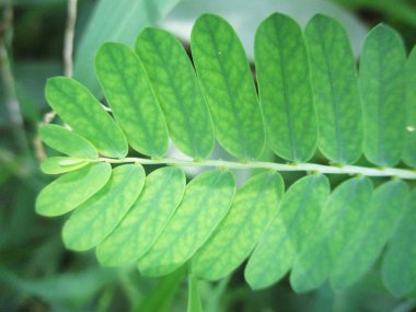 Yapraklar, yapraklar ve yeşil doğa