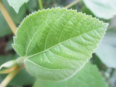 Yapraklar, yapraklar ve yeşil doğa