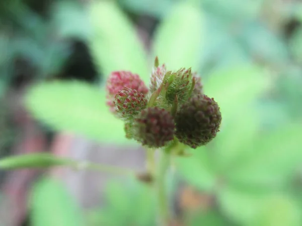 Folhas Folhagem Natureza Verde — Fotografia de Stock