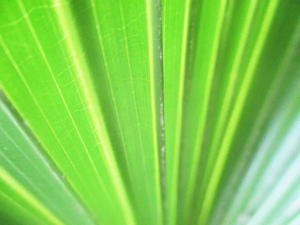 Hojas Follaje Naturaleza Verde —  Fotos de Stock