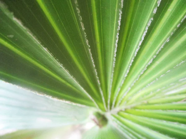 Foglie Fogliame Natura Verde — Foto Stock