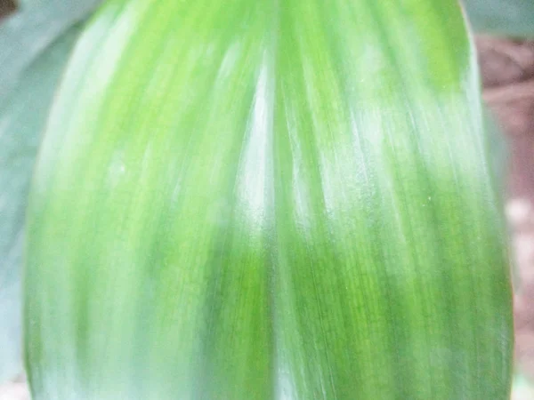 Liście Liście Zielona Natura — Zdjęcie stockowe