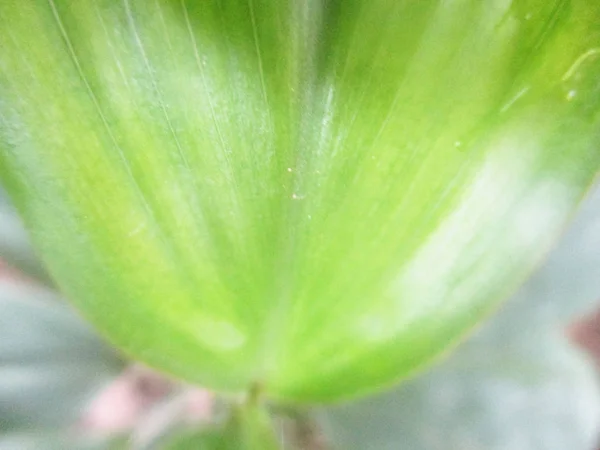 Blätter Laub Und Grüne Natur — Stockfoto