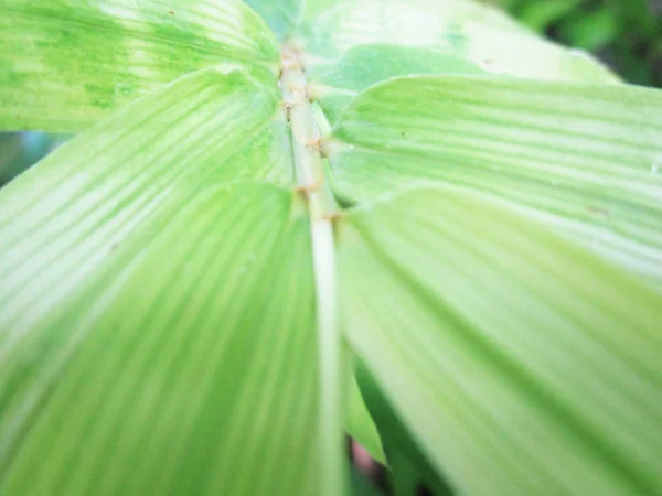 Blad Lövverk Och Grön Natur — Stockfoto