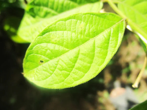 Hojas Follaje Naturaleza Verde —  Fotos de Stock