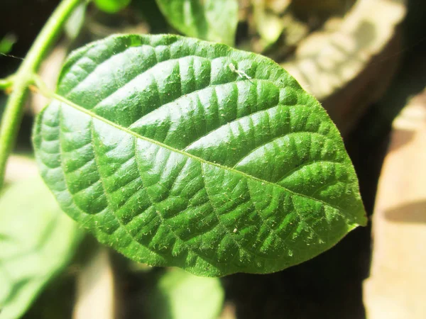 Blad Lövverk Och Grön Natur — Stockfoto