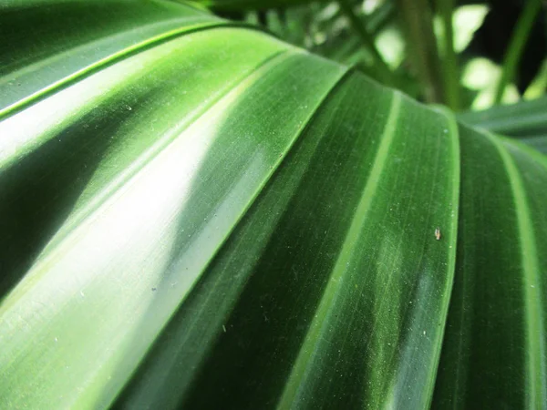 Blätter Laub Und Grüne Natur — Stockfoto