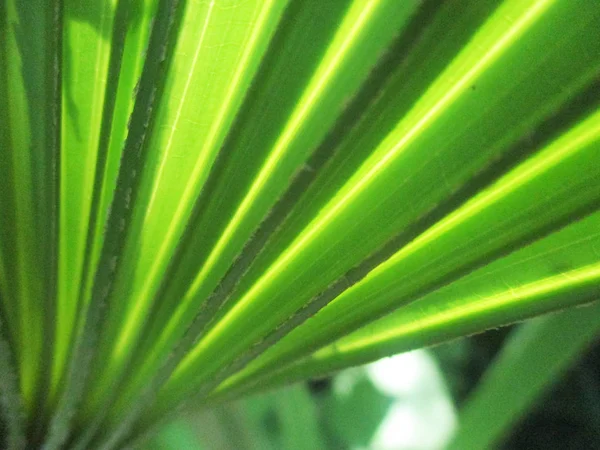 Blätter Laub Und Grüne Natur — Stockfoto