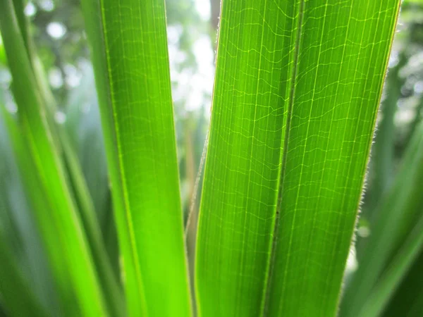 Blätter Laub Und Grüne Natur — Stockfoto