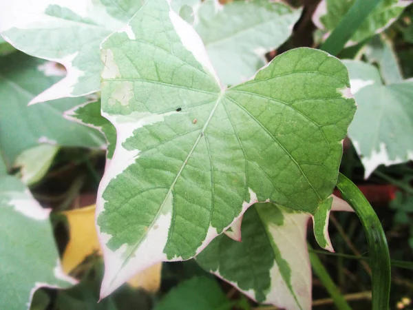 Leaves Foliage Green Nature — Stock Photo, Image