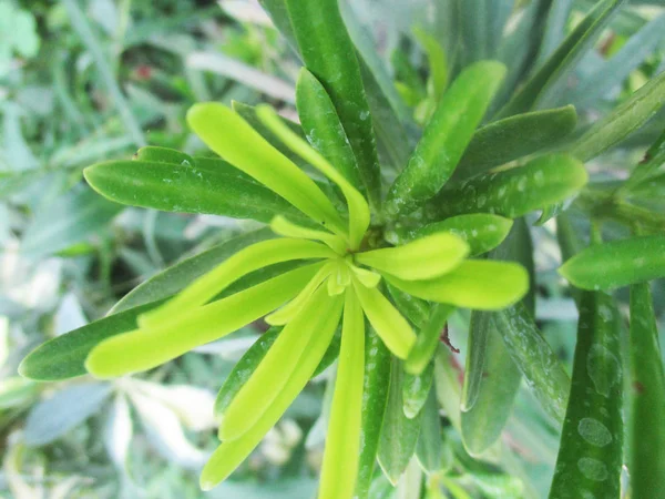 Hojas Follaje Naturaleza Verde —  Fotos de Stock