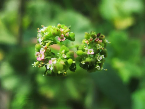 Folhas Folhagem Natureza Verde — Fotografia de Stock