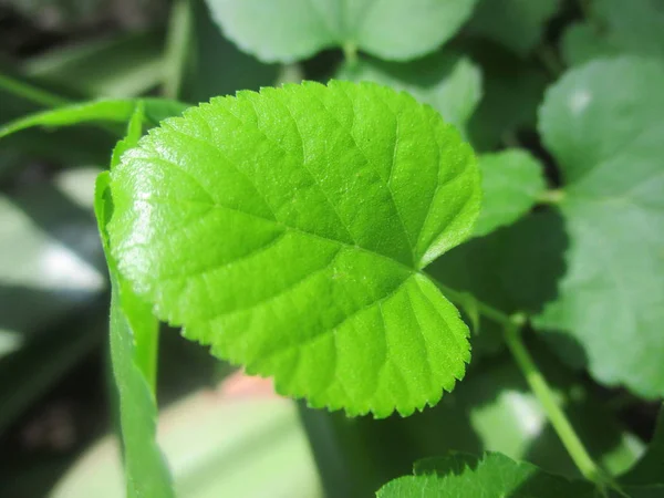 Feuilles Feuillage Nature Verte — Photo