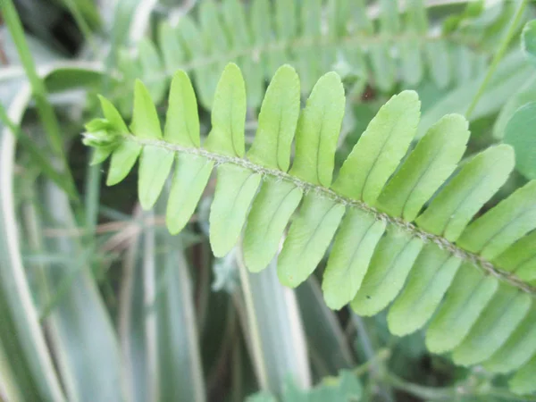 Φύλλα Φυλλώματα Και Πράσινος Χαρακτήρας — Φωτογραφία Αρχείου