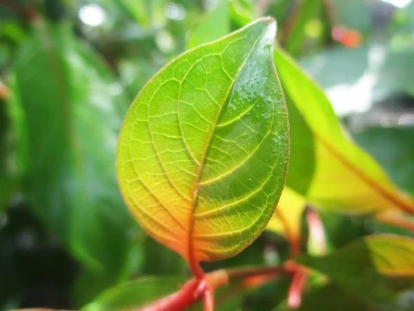 Blad Lövverk Och Grön Natur — Stockfoto