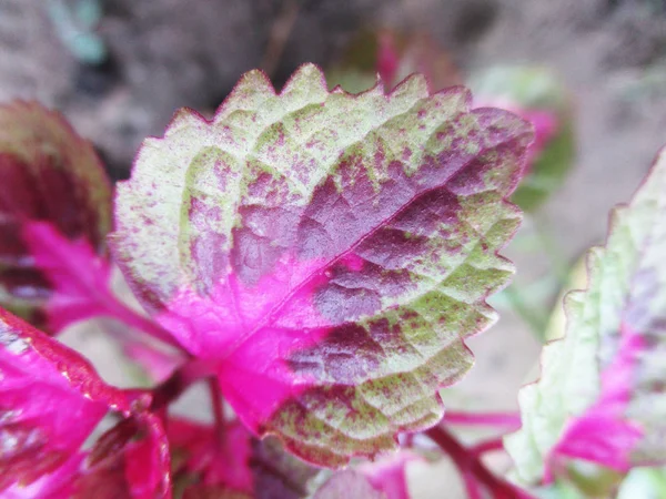 Leaves Foliage Green Nature — Stock Photo, Image