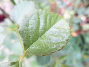 Yapraklar, yapraklar ve yeşil doğa