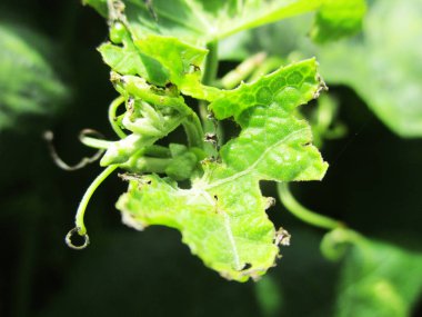 Yapraklar, yapraklar ve yeşil doğa