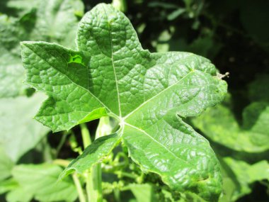 Yapraklar, yapraklar ve yeşil doğa