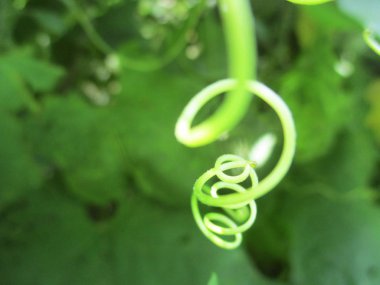 Yapraklar, yapraklar ve yeşil doğa