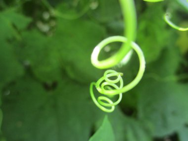 Yapraklar, yapraklar ve yeşil doğa