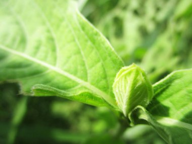 Yapraklar, yapraklar ve yeşil doğa