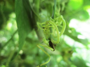 Yapraklar, yapraklar ve yeşil doğa