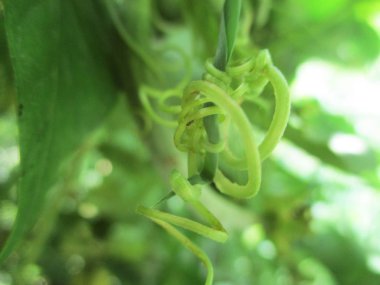 Yapraklar, yapraklar ve yeşil doğa