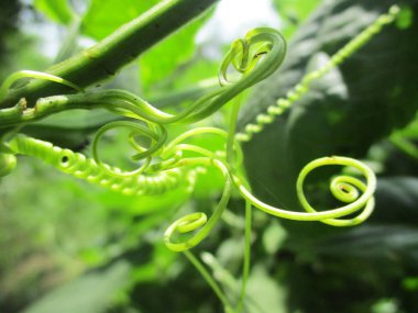 Yapraklar, yapraklar ve yeşil doğa