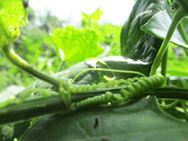 Yapraklar, yapraklar ve yeşil doğa