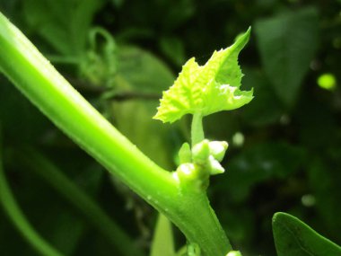 Yapraklar, yapraklar ve yeşil doğa