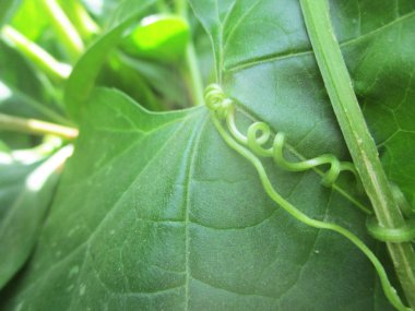 Yapraklar, yapraklar ve yeşil doğa