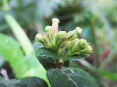 Yapraklar, yapraklar ve yeşil doğa