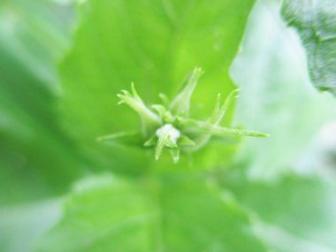 Yapraklar, yapraklar ve yeşil doğa