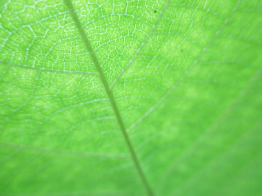 Yapraklar, yapraklar ve yeşil doğa