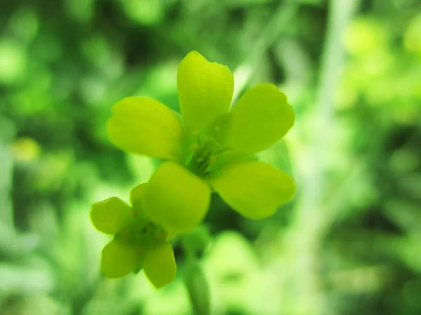 Folhas Folhagem Natureza Verde — Fotografia de Stock