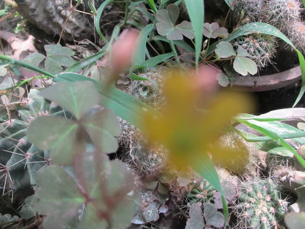 Hojas Follaje Naturaleza Verde —  Fotos de Stock