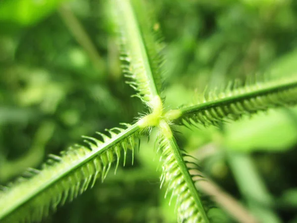 Hojas Follaje Naturaleza Verde —  Fotos de Stock