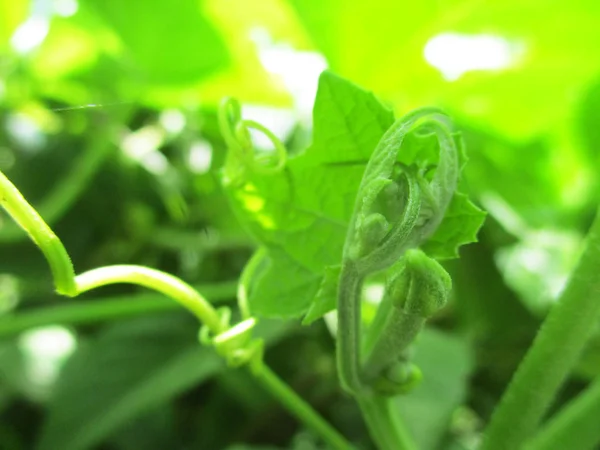 Hojas Follaje Naturaleza Verde —  Fotos de Stock