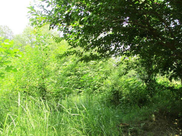 Yapraklar, yapraklar ve yeşil doğa