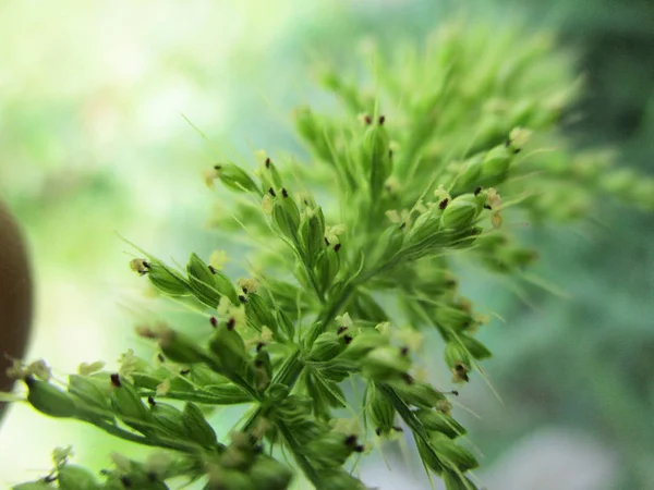 Foglie Fogliame Natura Verde — Foto Stock