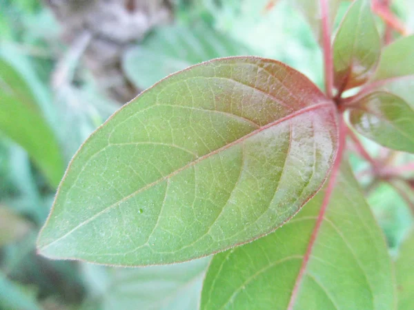 Blad Lövverk Och Grön Natur — Stockfoto