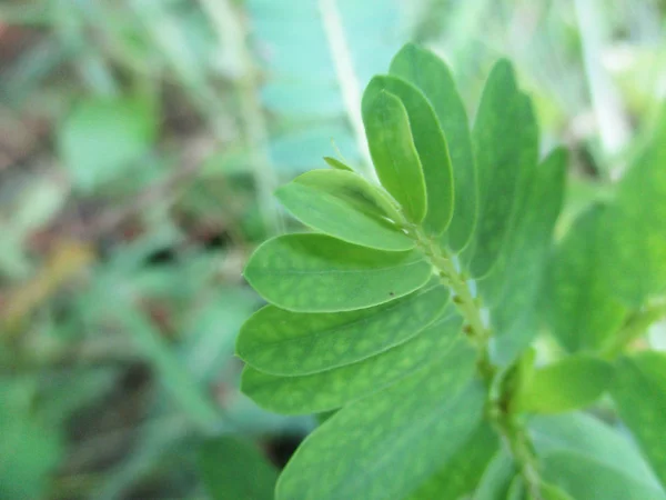 Leaves Foliage Green Nature — Stock Photo, Image