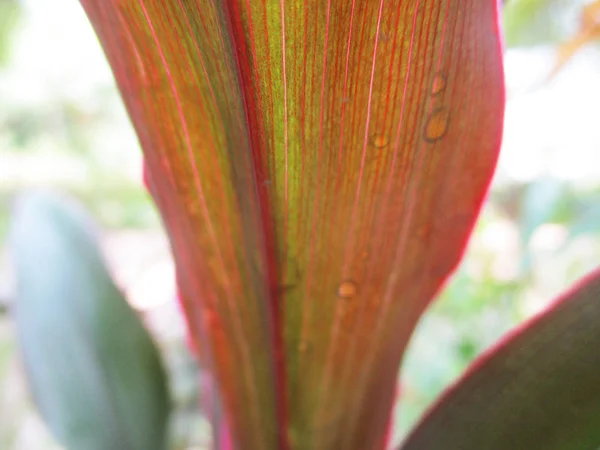 Folhas Folhagem Natureza Verde — Fotografia de Stock