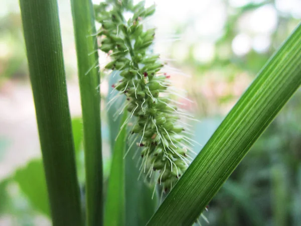 Bladeren Gebladerte Groene Natuur — Stockfoto