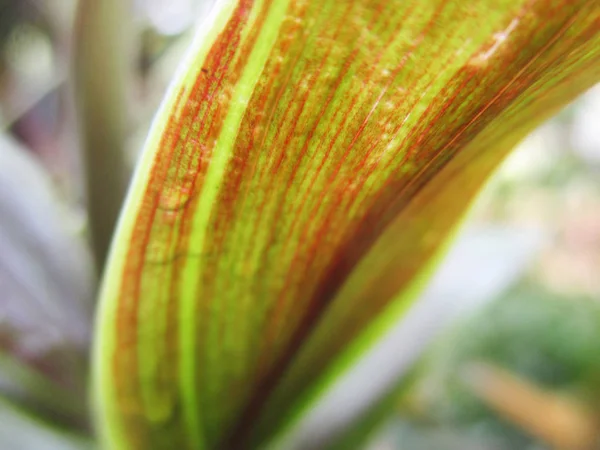 Feuilles Feuillage Nature Verte — Photo