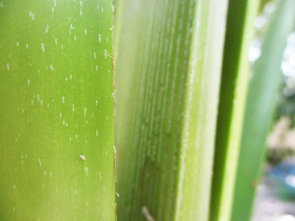 Hojas Follaje Naturaleza Verde — Foto de Stock