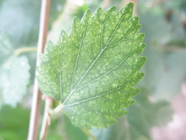 Feuilles Feuillage Nature Verte — Photo