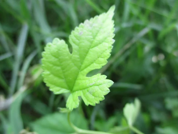 Folhas Folhagem Natureza Verde — Fotografia de Stock